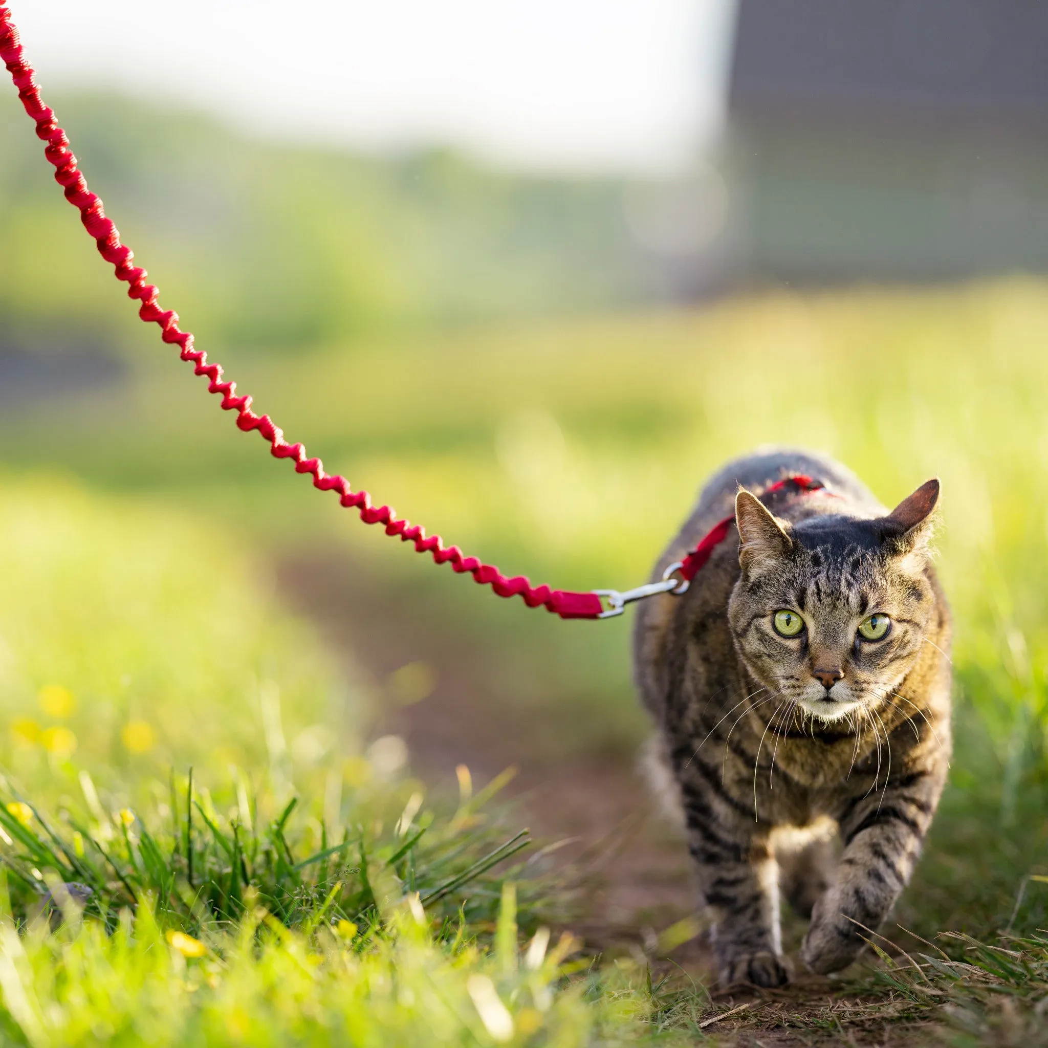 Easy Walk™  Cat Harness