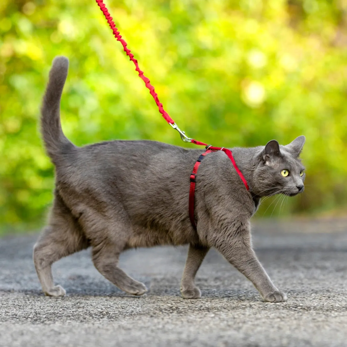Easy Walk™  Cat Harness